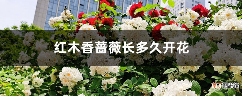 红木香蔷薇长多久开花，红木香与蔷薇的区别