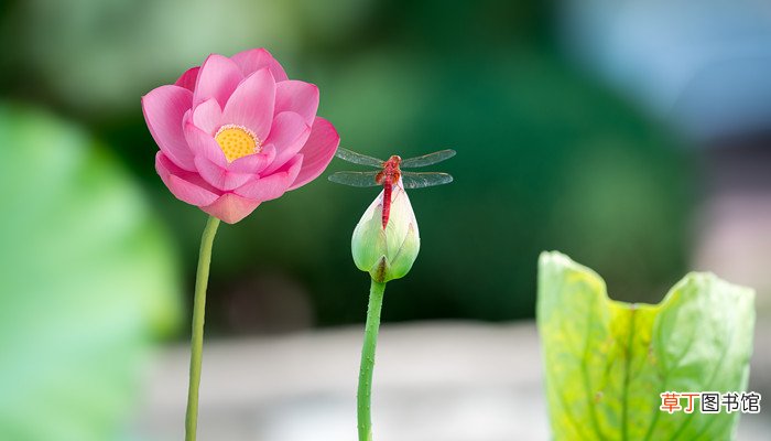 梦见花是什么预兆