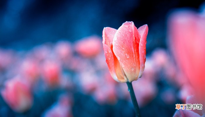 梦见花是什么预兆