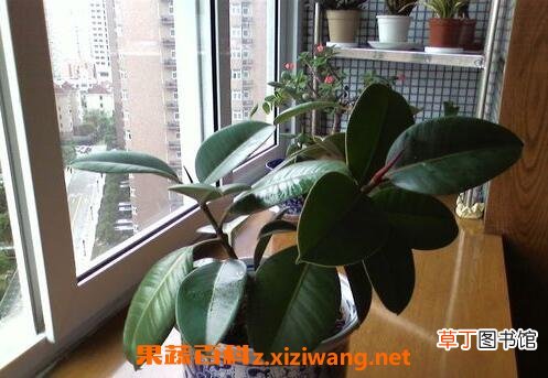 橡皮树的养殖方法与注意事项