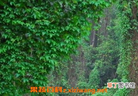 常青藤的养殖方法和注意事项