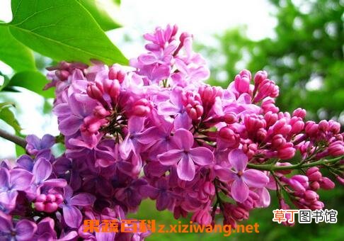 子丁花图片 子丁花的养殖方法