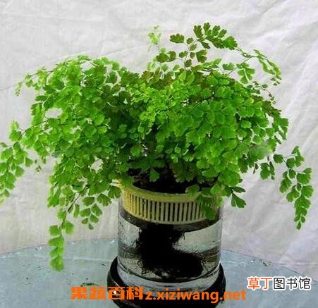 铁线蕨如何养殖 铁线蕨的养殖方法