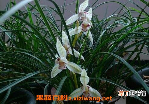 竹兰花如何养 竹兰花的养殖方法和注意事项