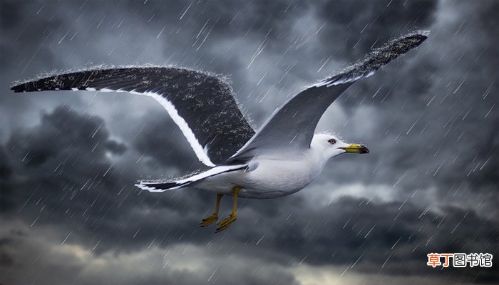 梦见雨下的好大