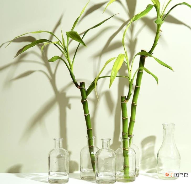 龙头竹的功效与作用