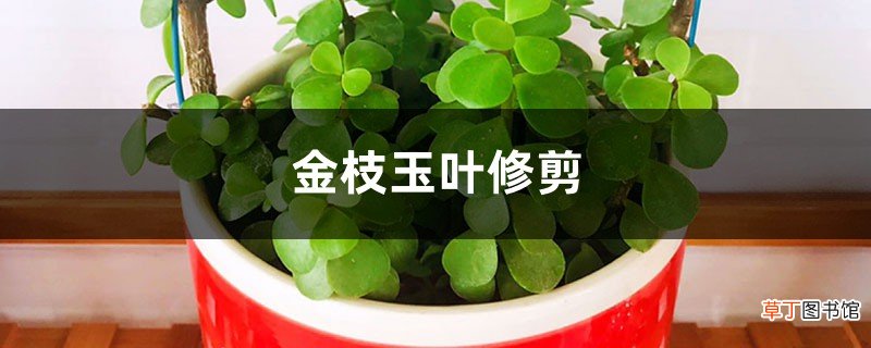 金枝玉叶修剪