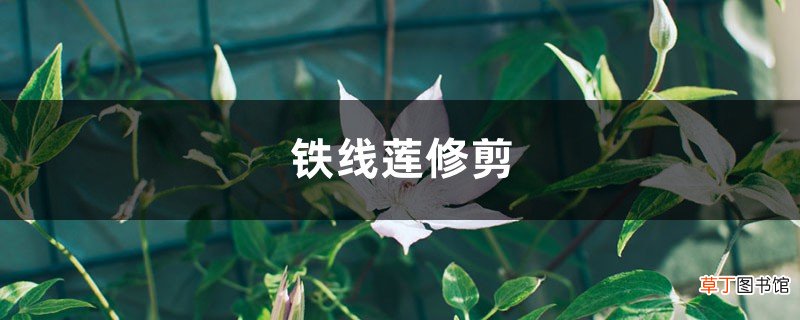 铁线莲修剪
