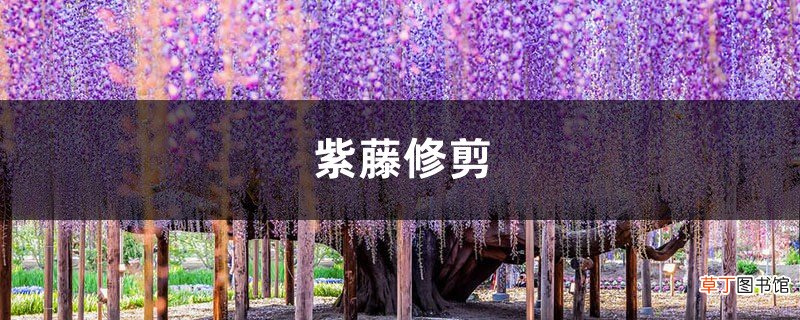 紫藤修剪