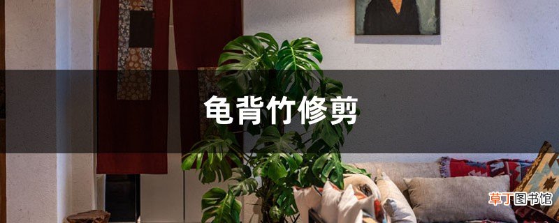 龟背竹修剪