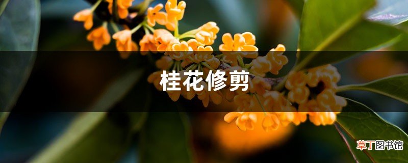 桂花如何修剪