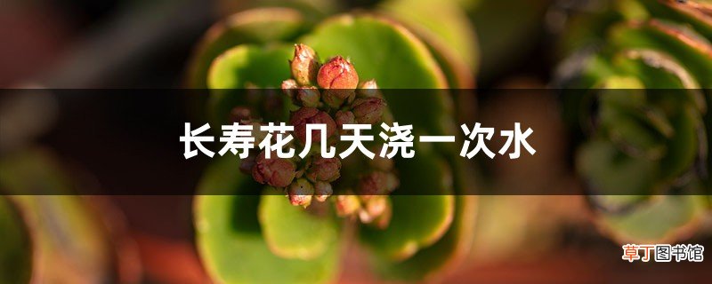长寿花几天浇一次水