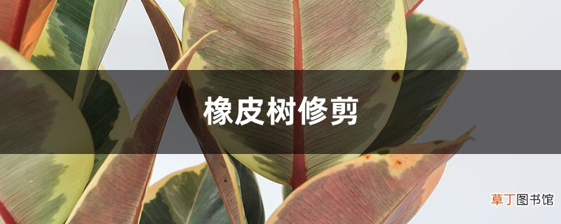 橡皮树修剪