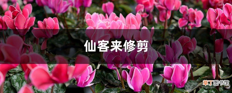 仙客来修剪