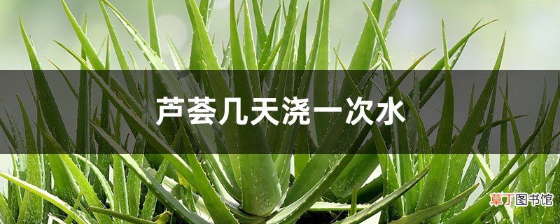 芦荟几天浇一次水