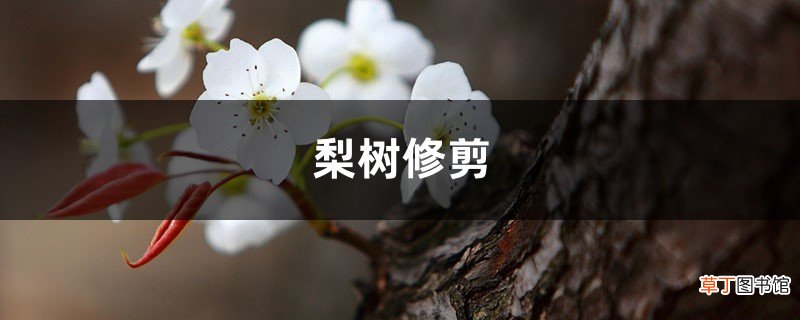 梨树修剪