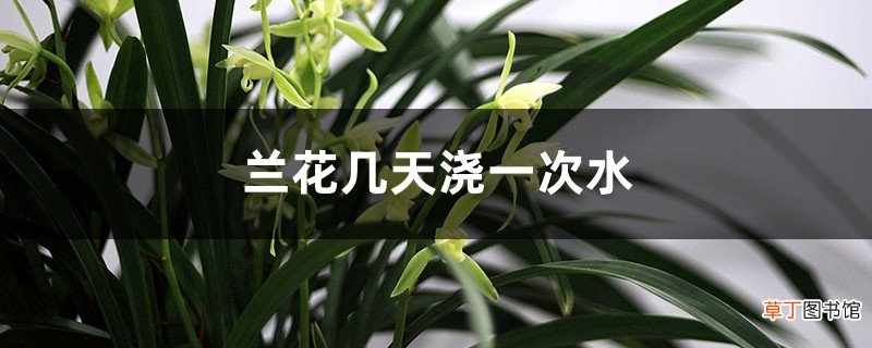 兰花几天浇一次水