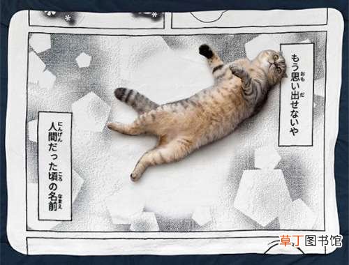 这些东西真有人买? 日本死蚊子印章、粪便交换日记