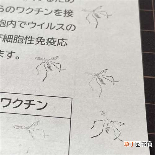 这些东西真有人买? 日本死蚊子印章、粪便交换日记