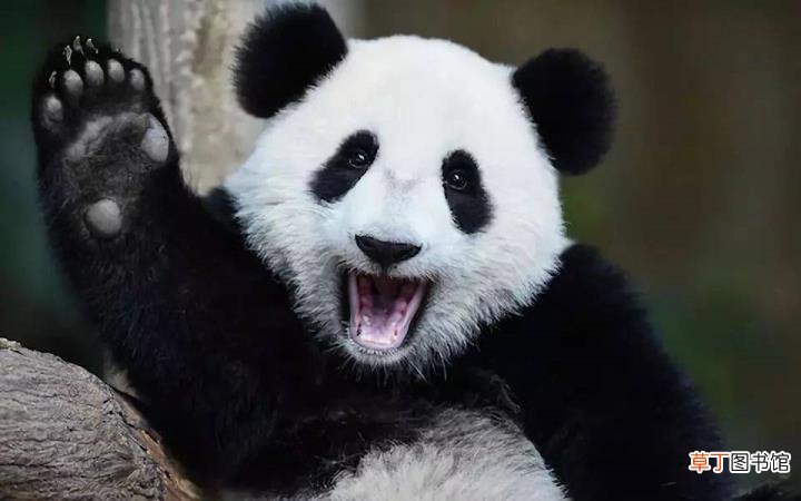 大熊猫为什么有黑眼圈? 为什么国宝是熊猫
