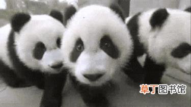 大熊猫为什么有黑眼圈? 为什么国宝是熊猫