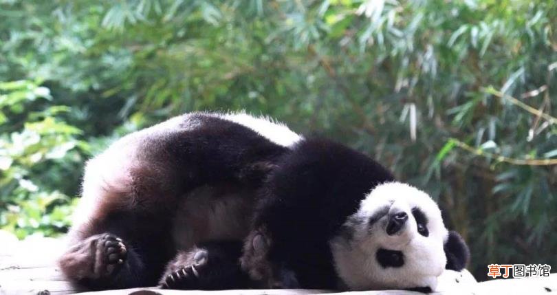 大熊猫为什么有黑眼圈? 为什么国宝是熊猫