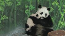 大熊猫为什么有黑眼圈? 为什么国宝是熊猫