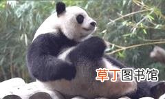 大熊猫为什么有黑眼圈? 为什么国宝是熊猫