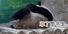 大熊猫为什么有黑眼圈? 为什么国宝是熊猫
