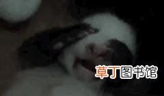 大熊猫为什么有黑眼圈? 为什么国宝是熊猫