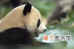 大熊猫为什么有黑眼圈? 为什么国宝是熊猫