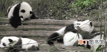 大熊猫为什么有黑眼圈? 为什么国宝是熊猫