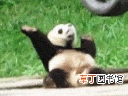 大熊猫为什么有黑眼圈? 为什么国宝是熊猫