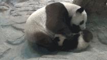 大熊猫为什么有黑眼圈? 为什么国宝是熊猫