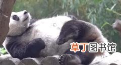 大熊猫为什么有黑眼圈? 为什么国宝是熊猫