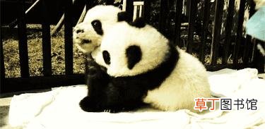 大熊猫为什么有黑眼圈? 为什么国宝是熊猫