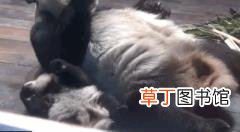 大熊猫为什么有黑眼圈? 为什么国宝是熊猫