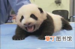 大熊猫为什么有黑眼圈? 为什么国宝是熊猫