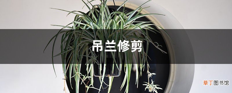 吊兰修剪
