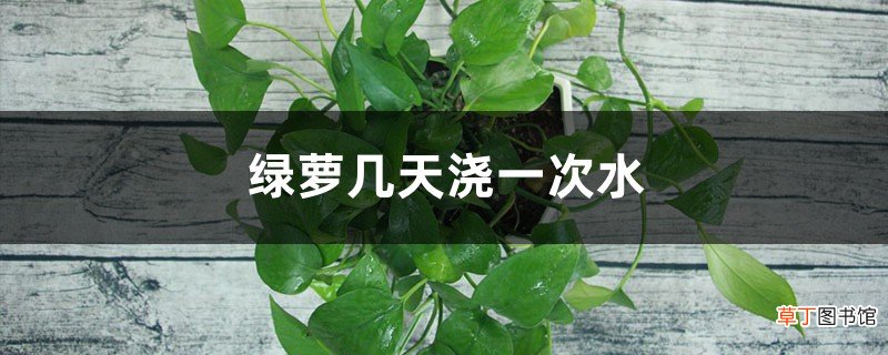绿萝几天浇一次水