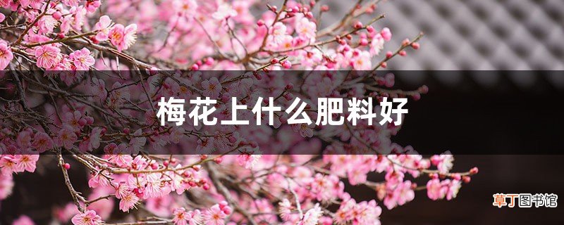 梅花上什么肥料好，梅花结果实吗