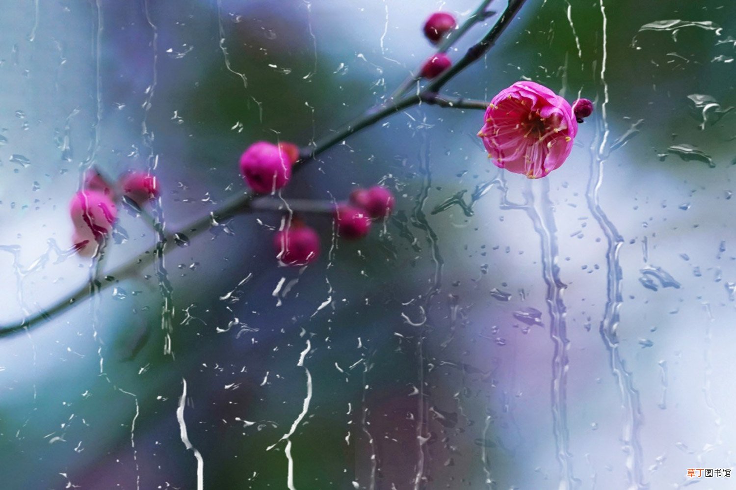 梅花上什么肥料好，梅花结果实吗