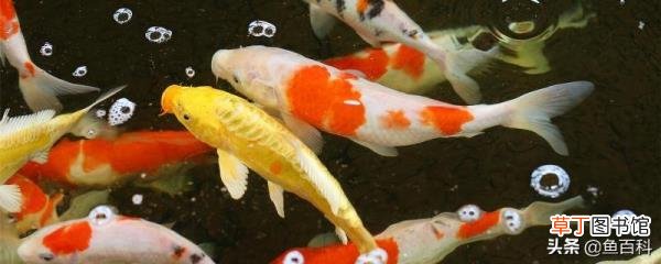 鱼贴着缸壁上下游 鱼为什么沉底