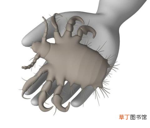 阴虱是什么原因得的 为什么阴毛是直的