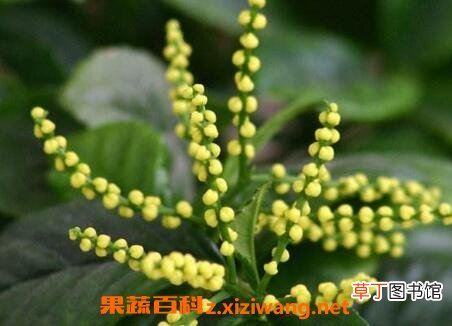珠珠花怎么种 珠珠花的养殖方法