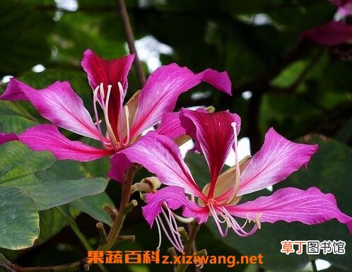 紫荆花如何修剪 紫荆花如何繁殖