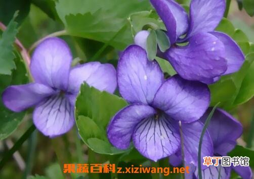 紫罗兰花图片 紫罗兰花怎么养