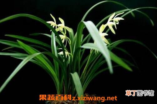 株兰花的养植方法 株兰花如何养殖