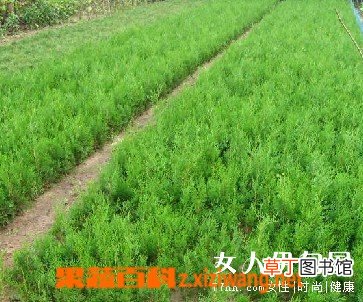 侧柏叶的功效与作用