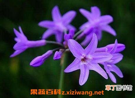紫娇花怎么繁殖 紫娇花的养殖方法